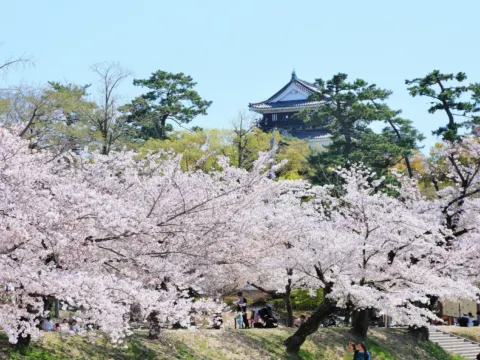 岡崎城櫻花