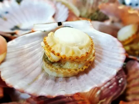 邊山名物季節海鮮料理