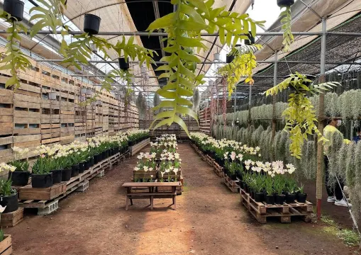 風之山坡Boromwat