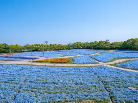 名花之里 粉蝶花