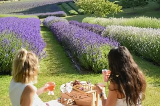 瓦納卡薰衣草農場