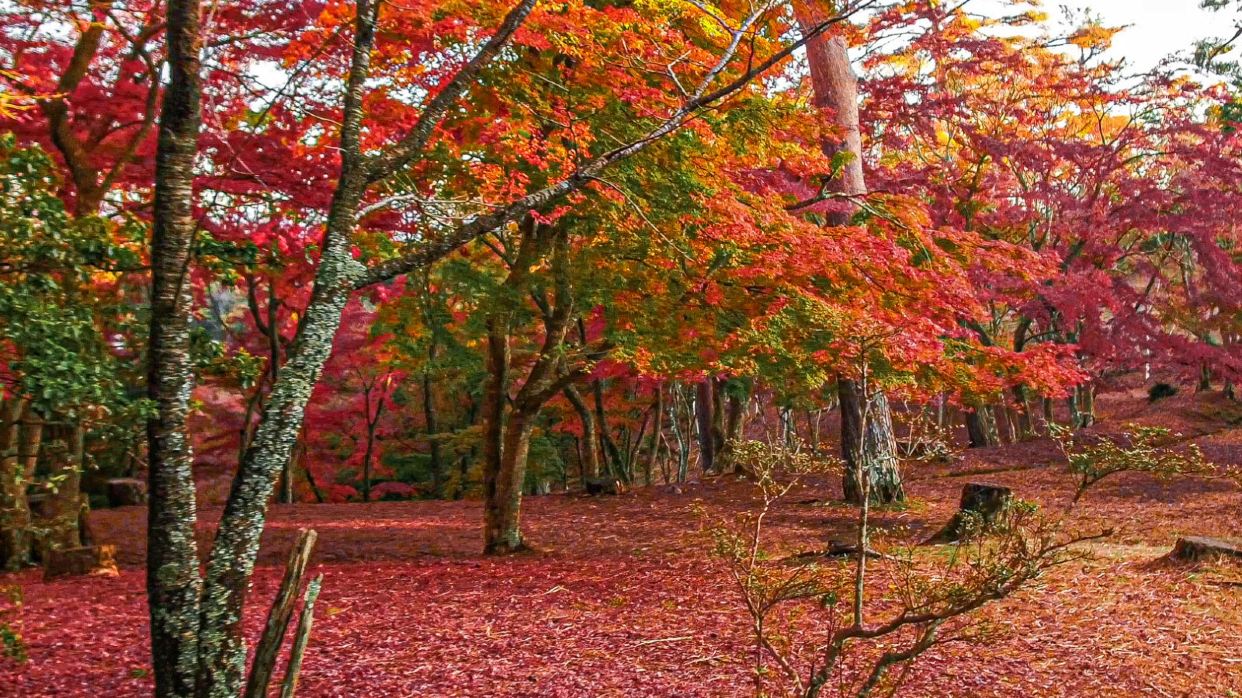 修善寺自然公園