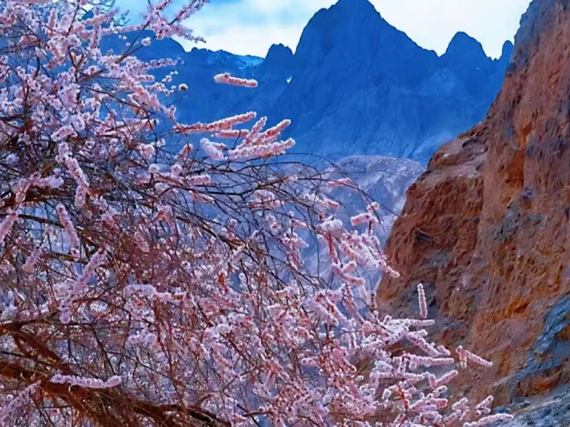 庫科西魯鄉杏花