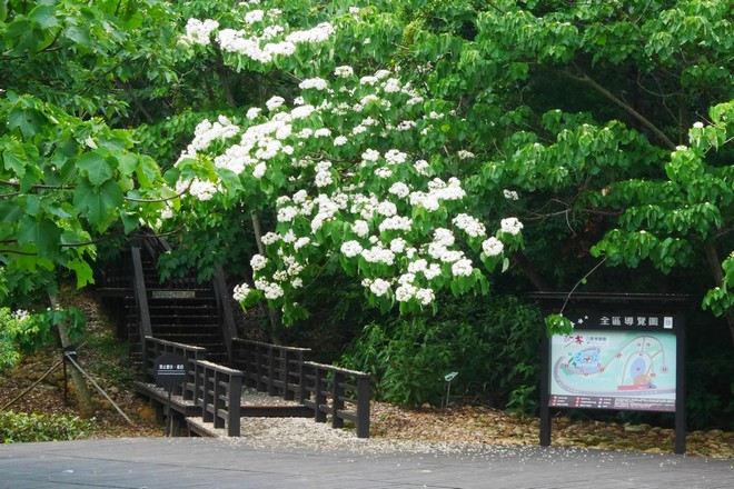 好客公園賞桐花