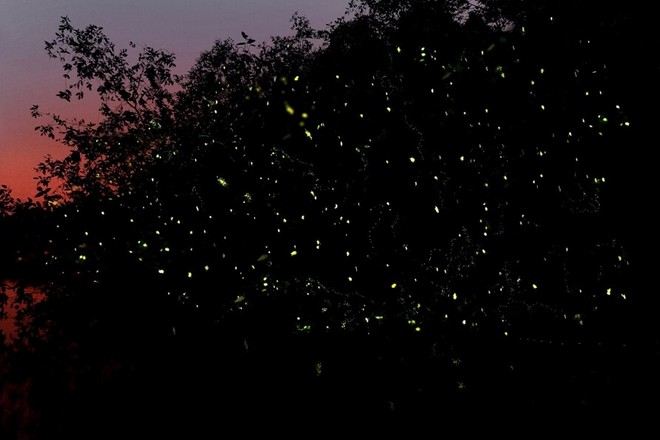 乘船夜觀螢火蟲