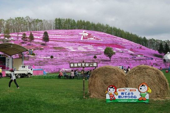 東藻琴公園芝櫻