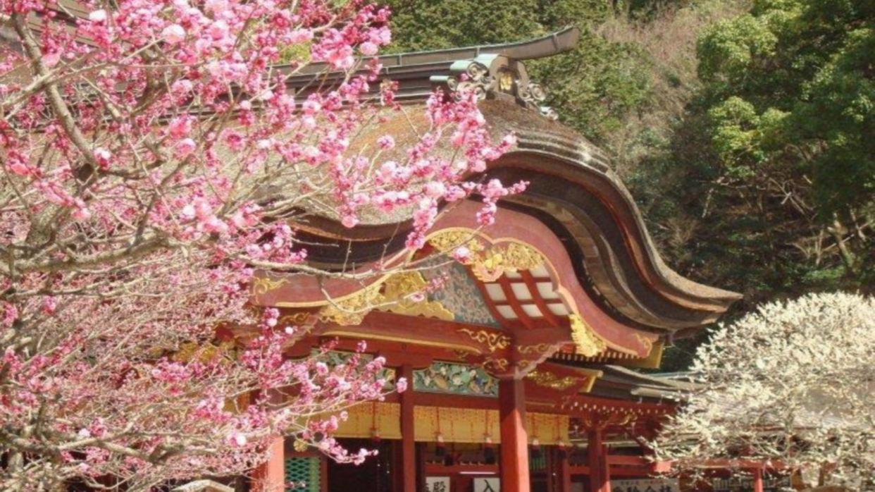 太宰府~天滿宮 梅花