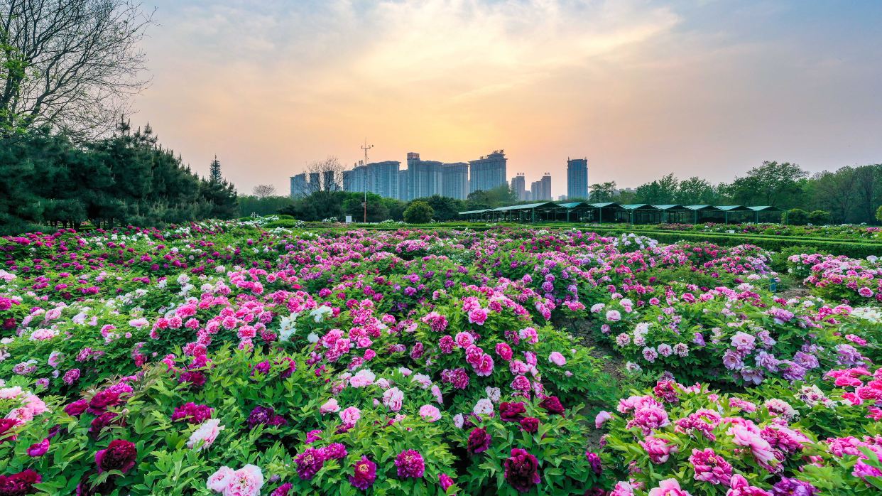  4月1-20日出發洛陽牡丹園賞牡丹