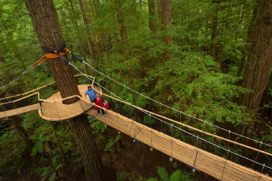 紅木樹林空中健步行