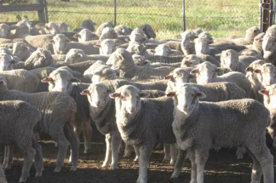 Curringa農場體驗傳統澳式農莊