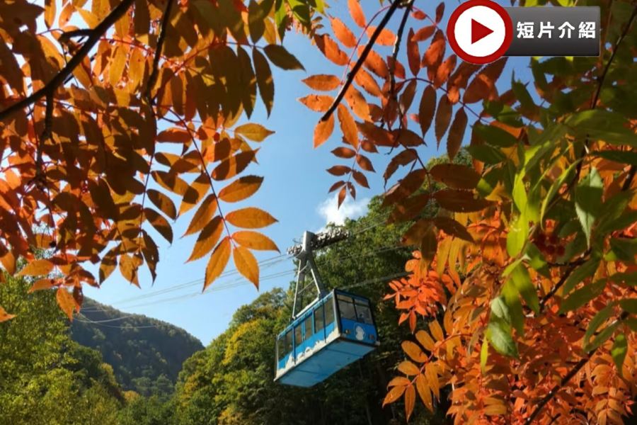 北海道~道東 秋色探索7天名湯之旅 全日本最早紅葉~黑岳重本包乘空中纜車/北の森冰之世界、能取湖紅色珊瑚草/天都山展望台、十勝牧場の家~牧羊犬綿羊Show、北見狐狸村、3晚溫泉酒店