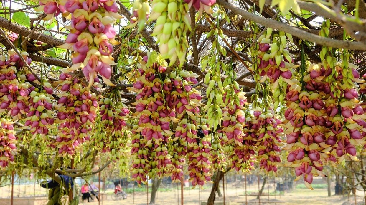 清遠禾雀花基地