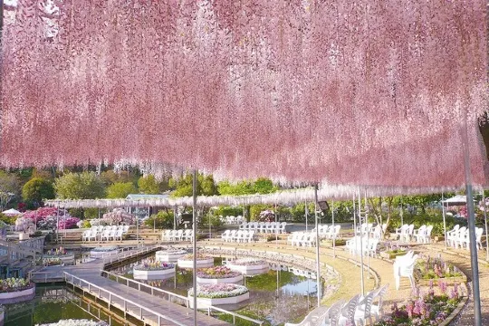 足利花卉公園 紫陽花