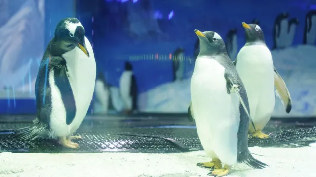 正佳企鵝冰雪世界