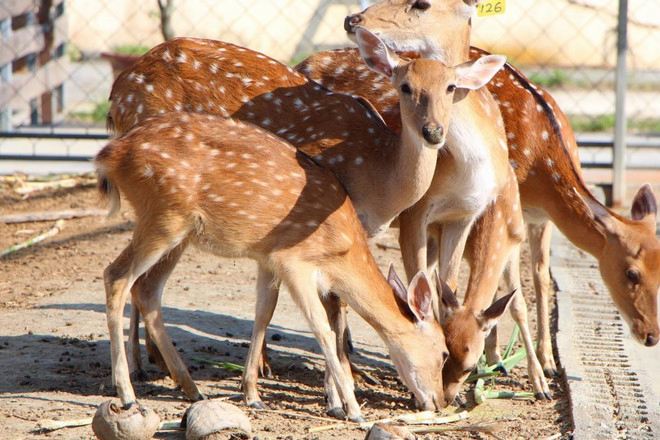 鹿境生態梅花鹿園