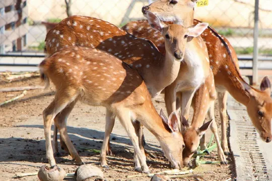 鹿境生態梅花鹿園