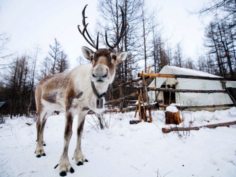 大興安嶺鹿鳴部落