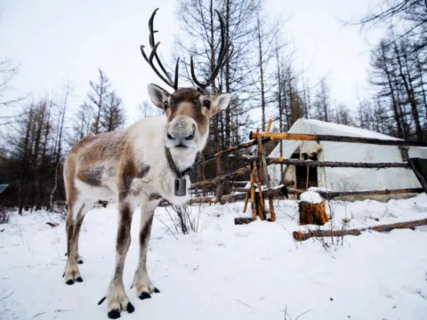 大興安嶺鹿鳴部落