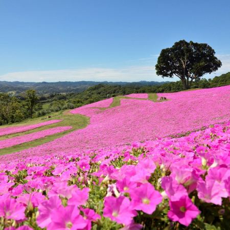 東京迪士尼、河口湖 6天樂園美景之旅   東京迪士尼樂園/迪士尼海洋~全日任玩套票、Mother牧場(欣賞花田美景)、山中湖河馬水陸兩用巴士、酒酒井Premium Outlets、１晚富士山溫泉酒店