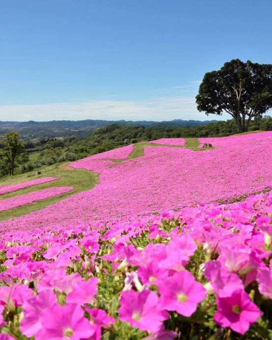 東京迪士尼、河口湖 6天樂園美景之旅 東京迪士尼樂園/迪士尼海洋~全日任玩套票、Mother牧場(欣賞花田美景)、山中湖河馬水陸兩用巴士、酒酒井Premium Outlets、1晚富士山溫泉酒店