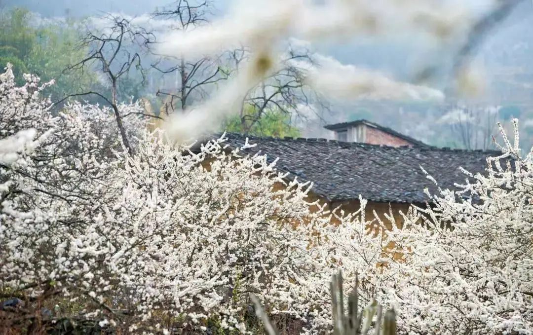 千亩梨花谷~水浪花谷