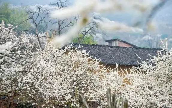 千亩梨花谷~水浪花谷