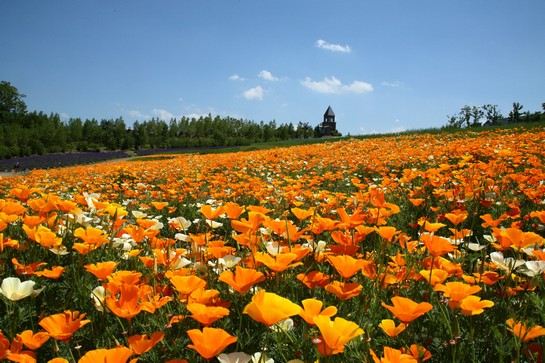 國營瀧野鈴蘭丘陵公園