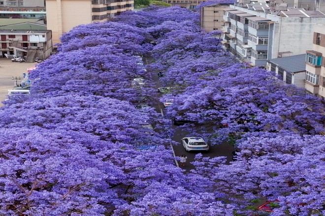 教場中路藍花楹