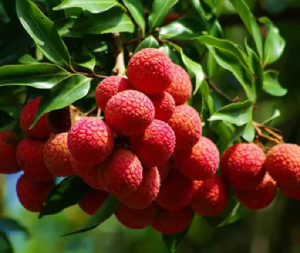 嶺南第一佳果 “荔枝"