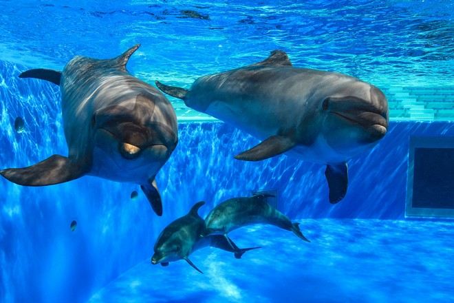 神戶須磨海洋世界