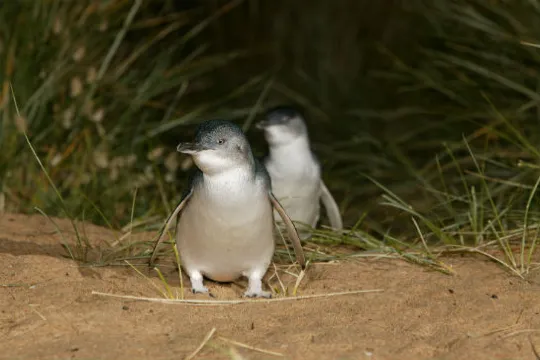 夜觀神仙企鵝回巢