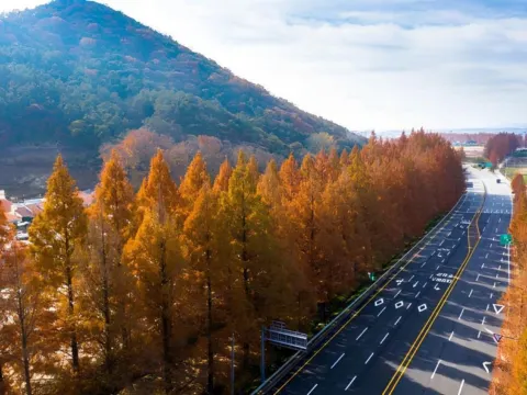 潭陽水杉林蔭大道