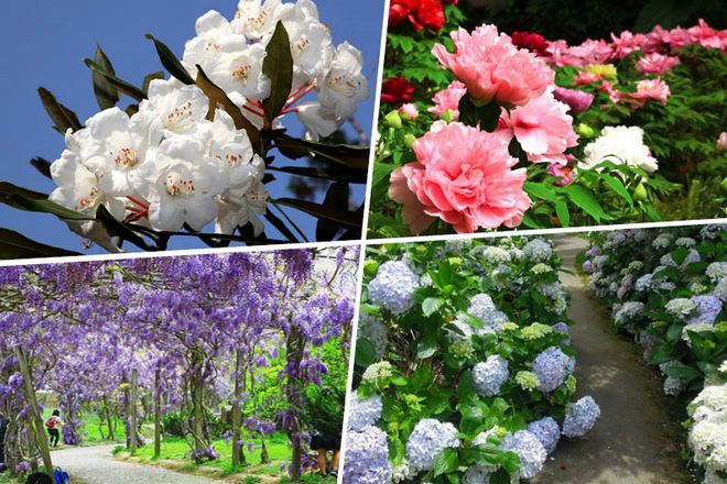 杉林溪~觀賞四季花卉