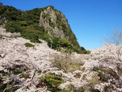 御船山樂園 ~櫻花祭