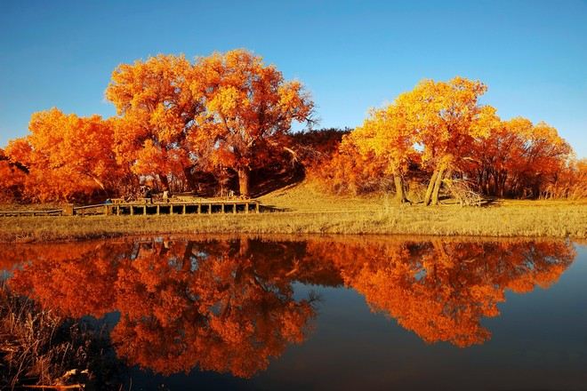 額濟納旗胡楊林