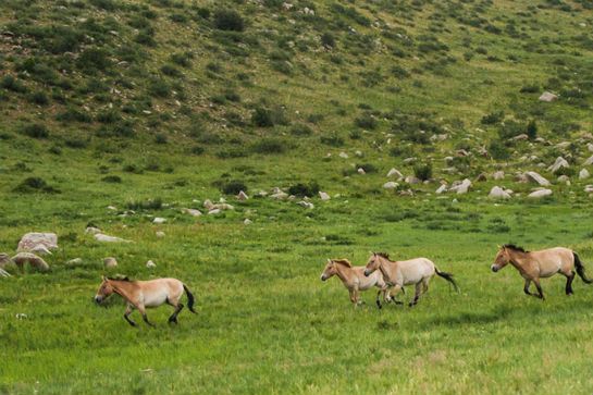 哈斯台國家公園