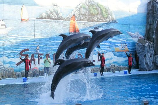 野生動物園海豚表演 dolphin show safariworld