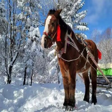 【5鑽】【瀋陽直航８天團】冬日冰雪世界～探秘關東第一名山長白山
長白山(北坡+溫泉+馬拉爬犁及雪地摩托車體驗)、哈爾濱(伏爾加莊園、冰雪大世界)、吉林(賞霧淞、朝鮮族村落)、瀋陽(瀋陽故宮)