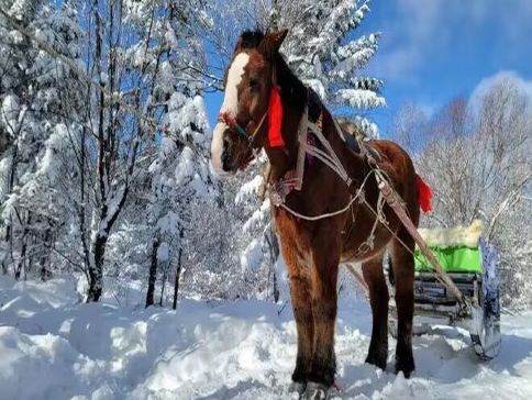 【5鑽】【瀋陽直航８天團】冬日冰雪世界～探秘關東第一名山長白山
長白山(北坡+溫泉+馬拉爬犁及雪地摩托車體驗)、哈爾濱(伏爾加莊園、冰雪大世界)、吉林(賞霧淞、朝鮮族村落)、瀋陽(瀋陽故宮)