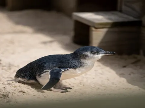 夜觀神仙企鵝回巢