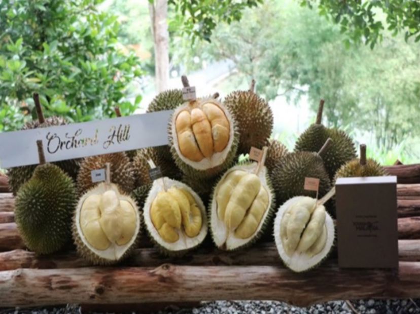 果園~ Orchard Hill