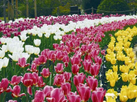 日立海濱公園鬱金香