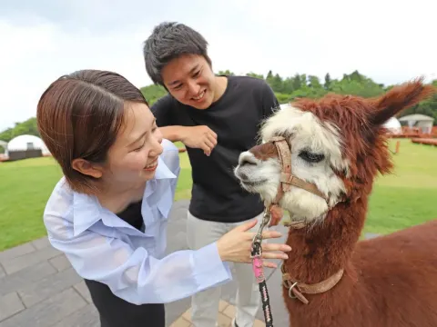 早上更有羊駝過來迎接大家
