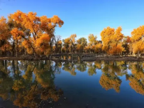 紅海胡楊林公園