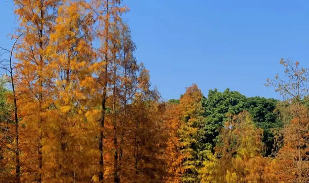 大夫山森林公園
