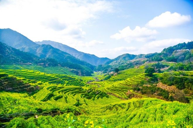 篁嶺梯田油菜花