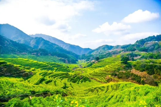 篁嶺梯田油菜花