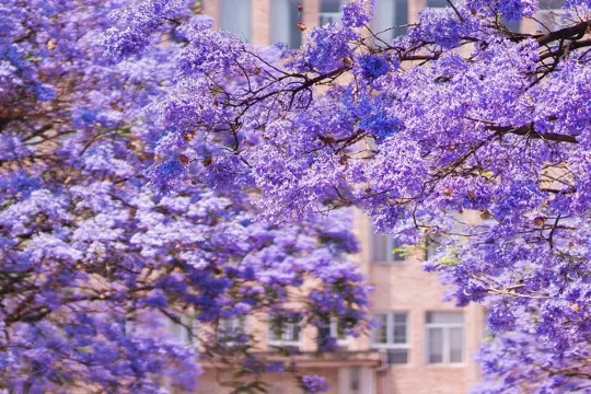 教場中路藍花楹