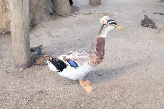 文冬休閒農場 動物