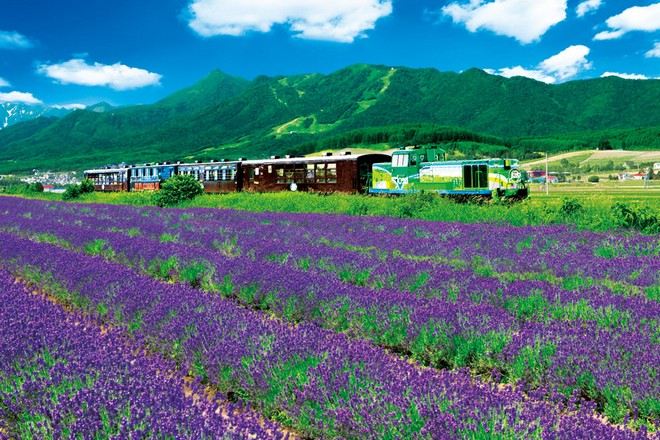 富良野Norokko 號薰衣草小車